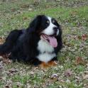Tracey Conner 12yo Beau